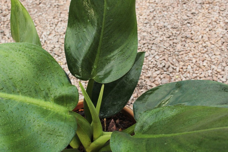 Филодендрон драгон Тейл