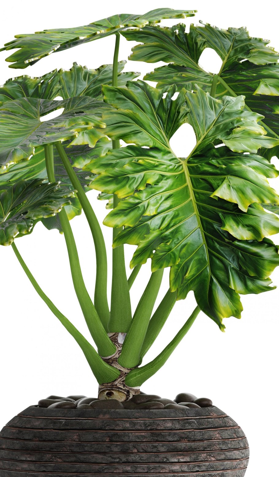 Филодендрон Опакум