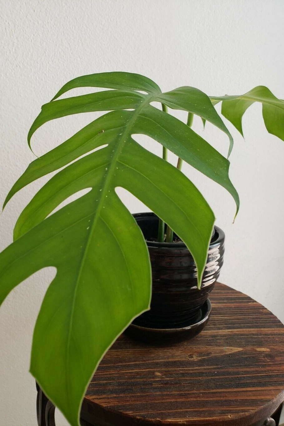 Monstera красная бархатная