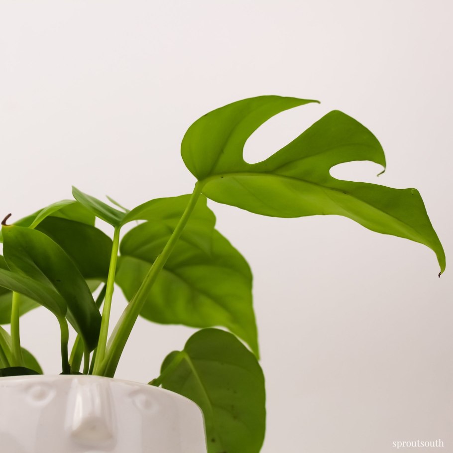 Филодендрон Магнификум вариегатный