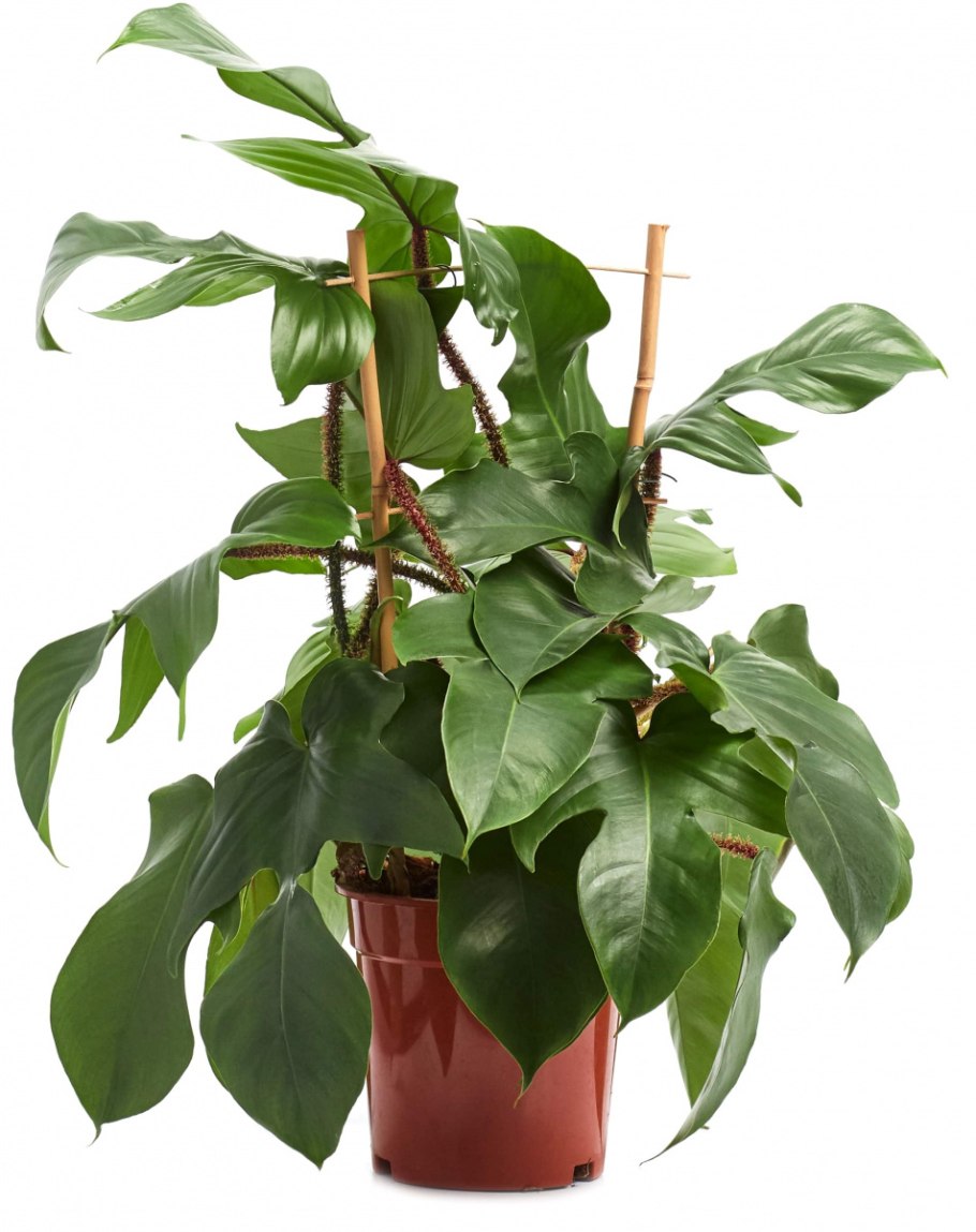 Монстера Минима Буш