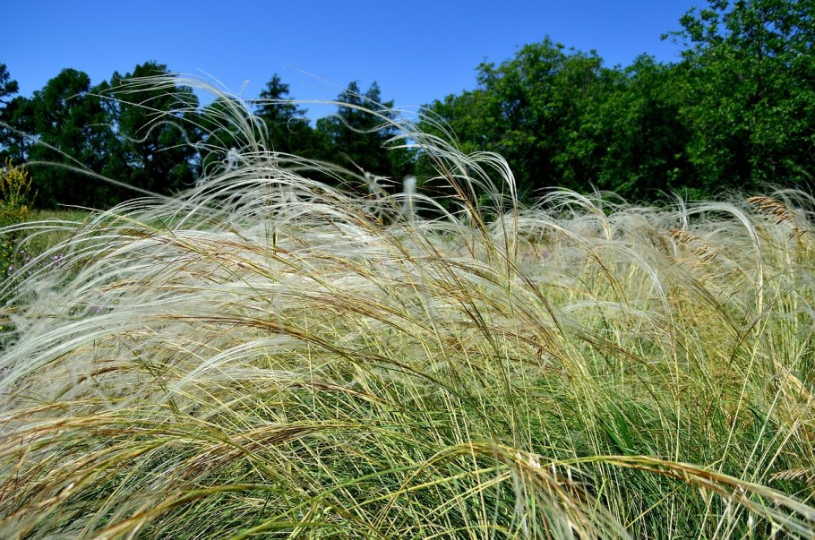 Ковыль тончайший (Stipa tenuissima) "Angel hair"
