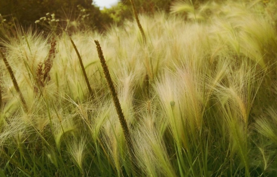 Ковыль перистый (Stipa pennata)