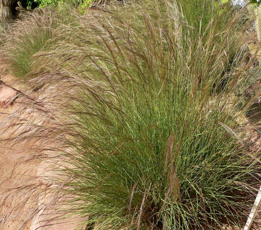 Ячмень гривастый (Hordeum jubatum)