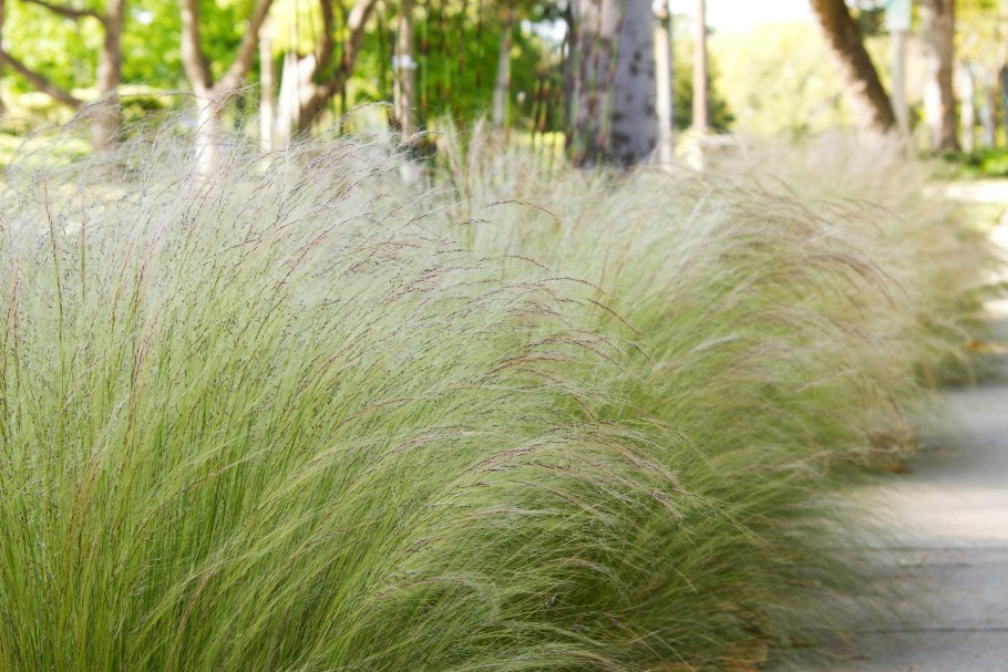 Ковыль stipa tenuissima