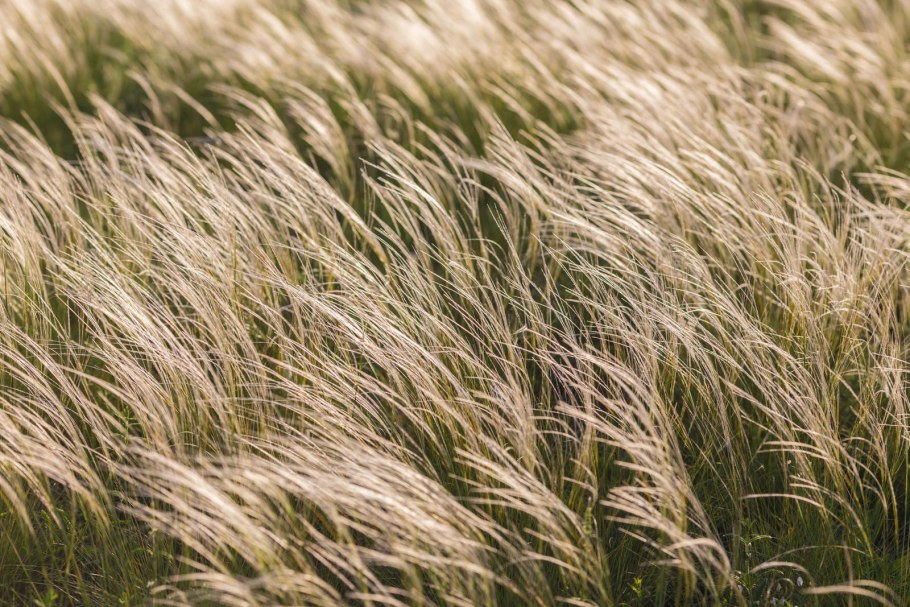 Ковыль волосатик Stipa capillata