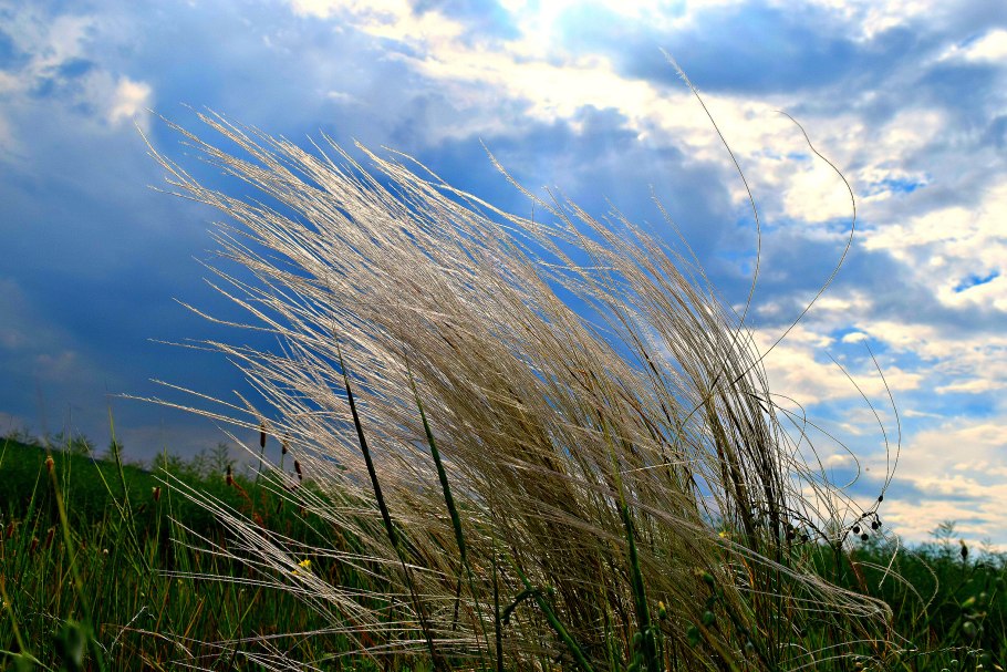 Ячмень гривастый (Hordeum jubatum)