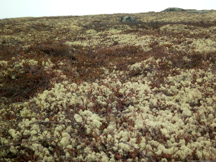 Лишайник кладония звездчатая