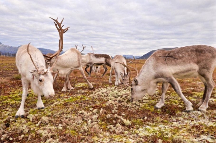 Пушица Таймыр
