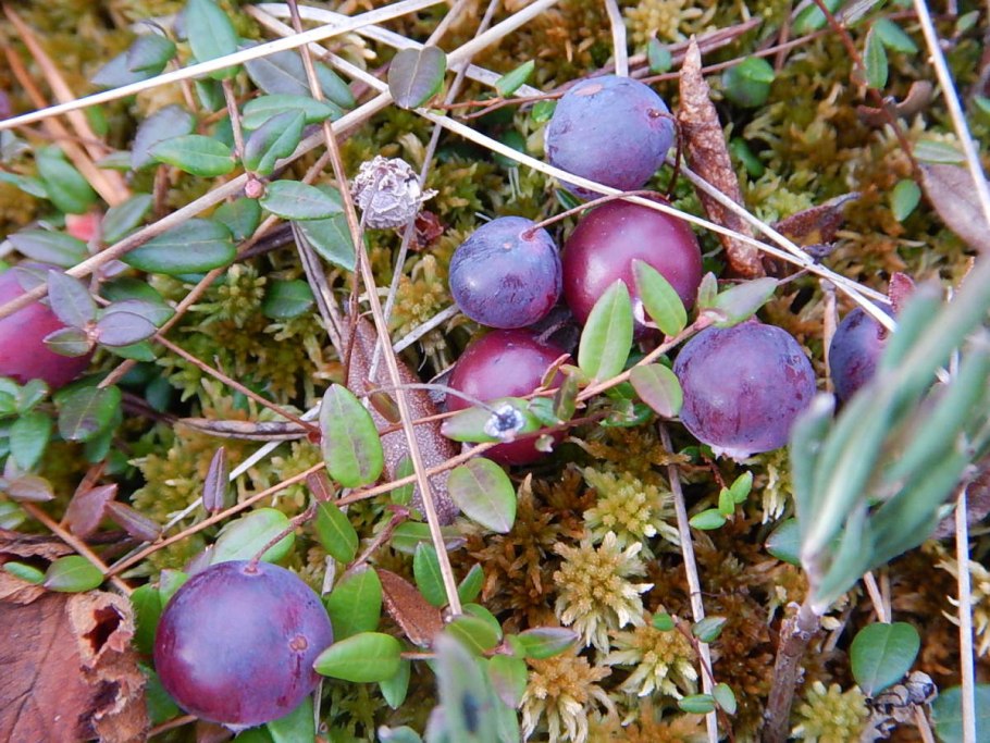 Осока стоповидная