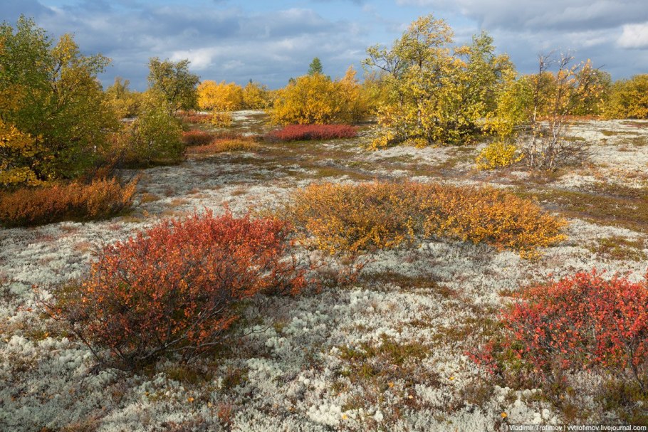 Полярная клюква