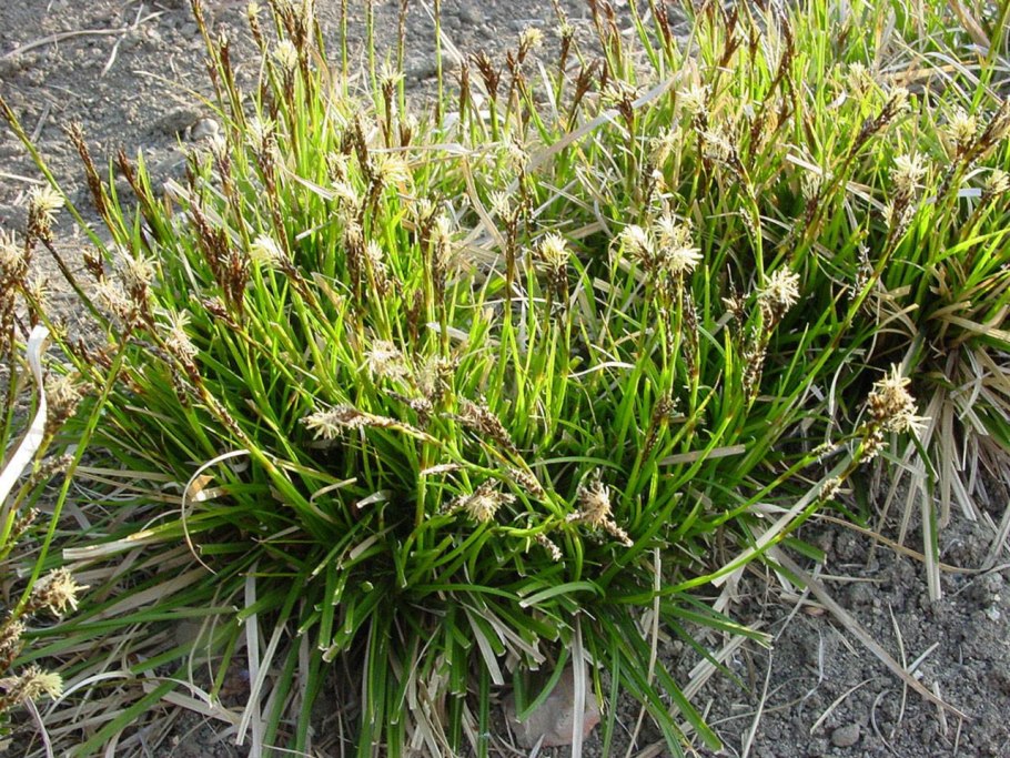 Мохово-лишайниковая тундра России