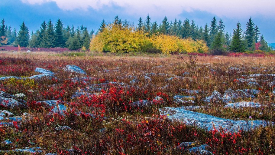 Ягель Северной Америки