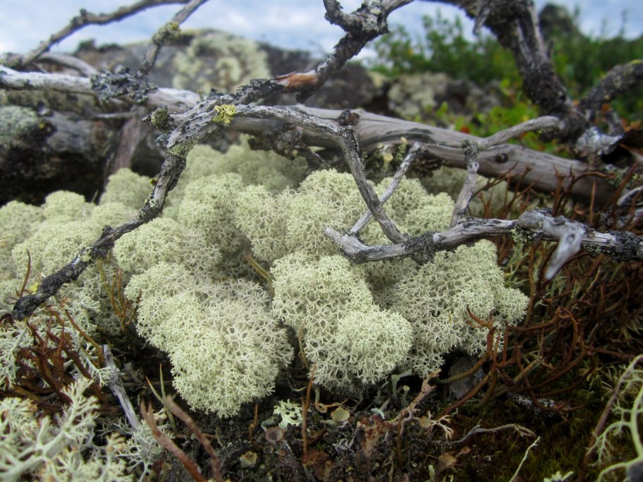 Осока описание