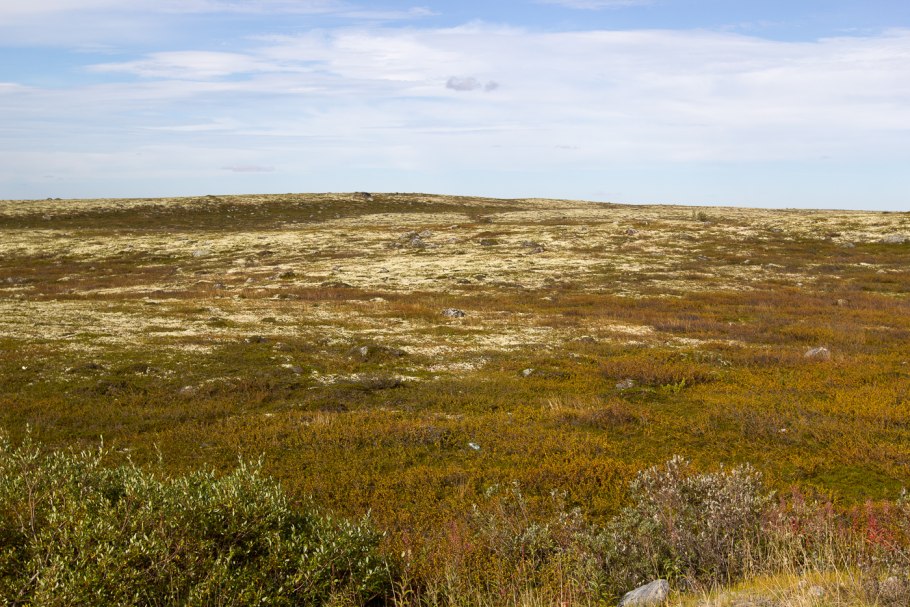 Олень Карибу Северной Америки