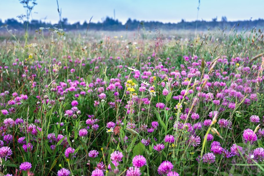 Тимофеевка Луговая ценное кормовое растение