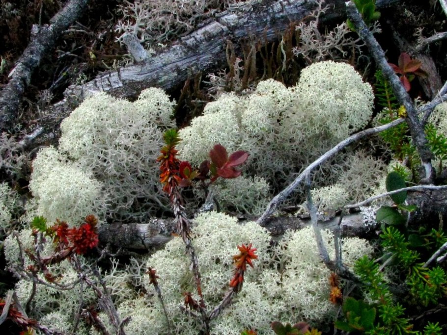 Полярный Урал