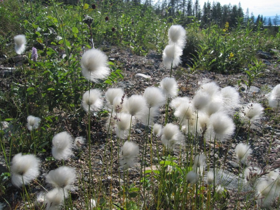 Мохово-лишайниковая тундра