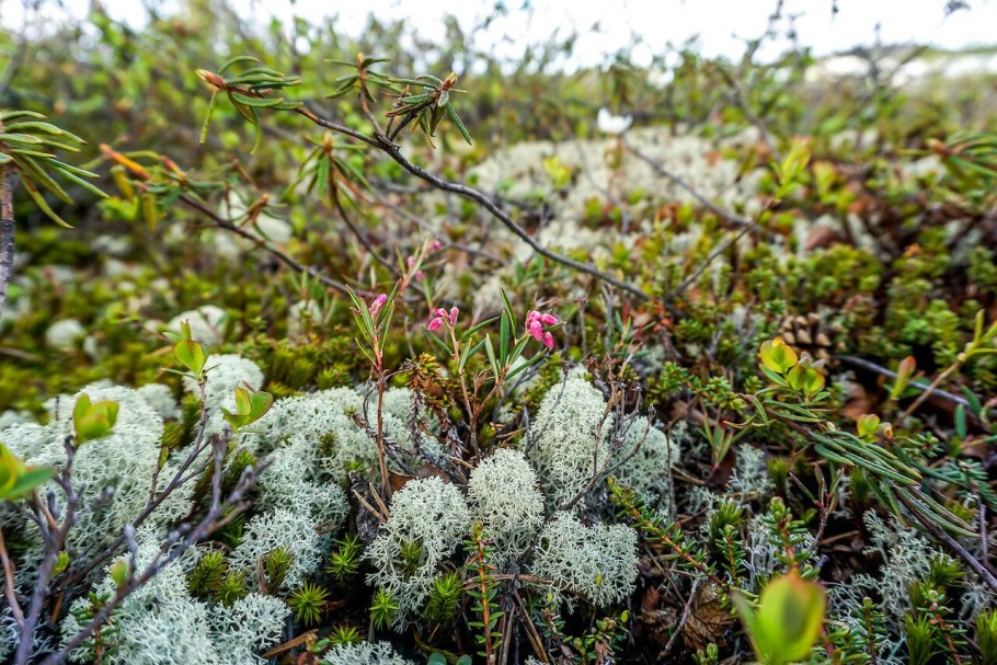 Филлодоце Алеутская и голубая