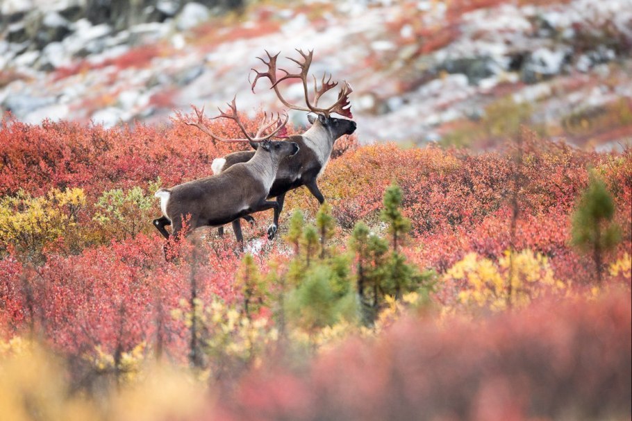 Кладония ягель