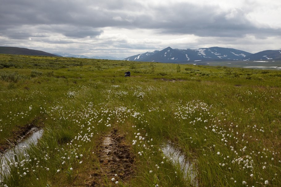Олений мох кладония