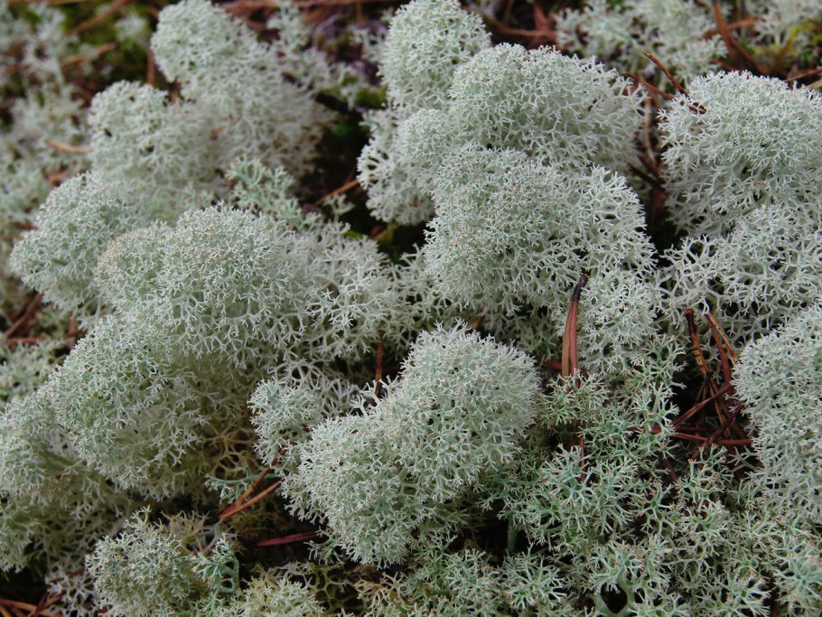 Чукотка тундра цветет