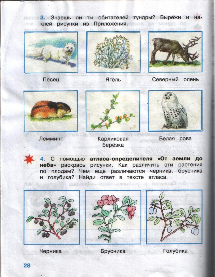 Голубика в тундре