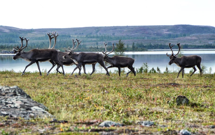Кормовые сеяные травы