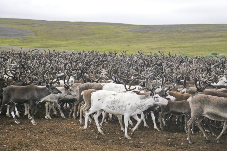 Манитоба тундра