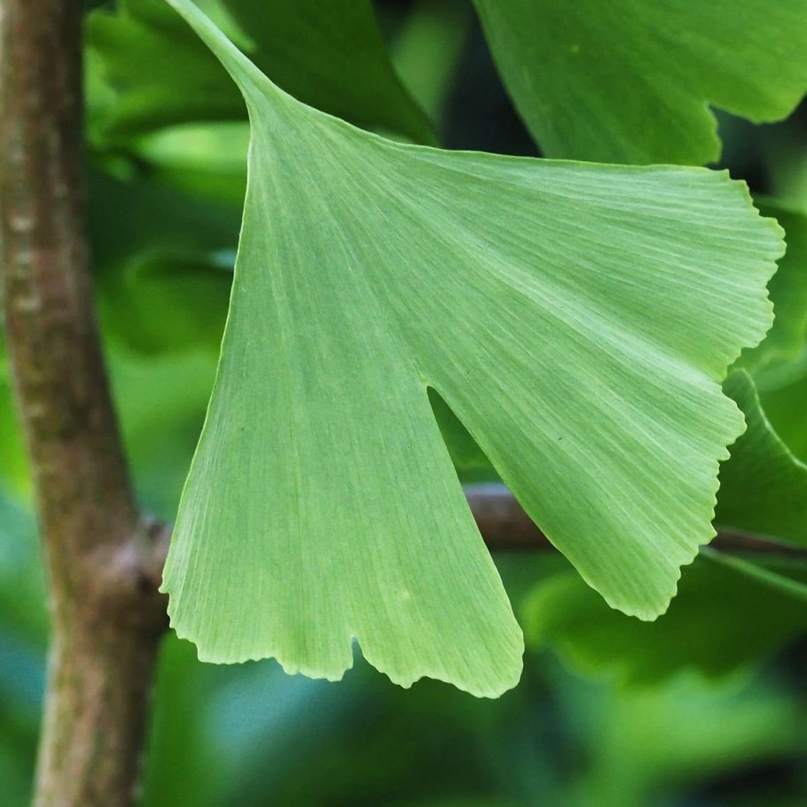 Гинкго двулопастный золотой