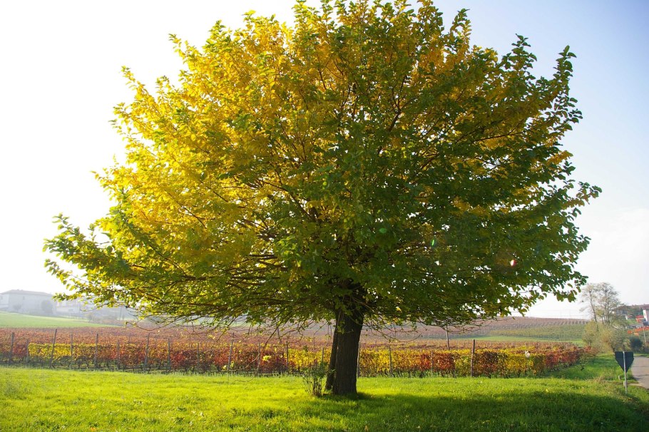 Гинкго билоба