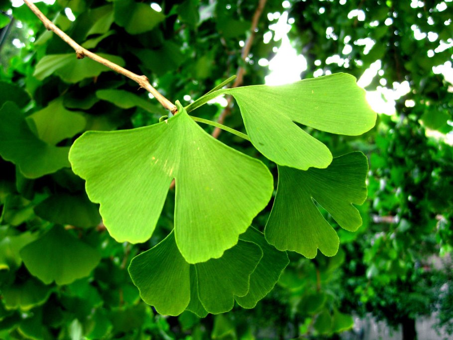 Гинкго двулопастный дерево