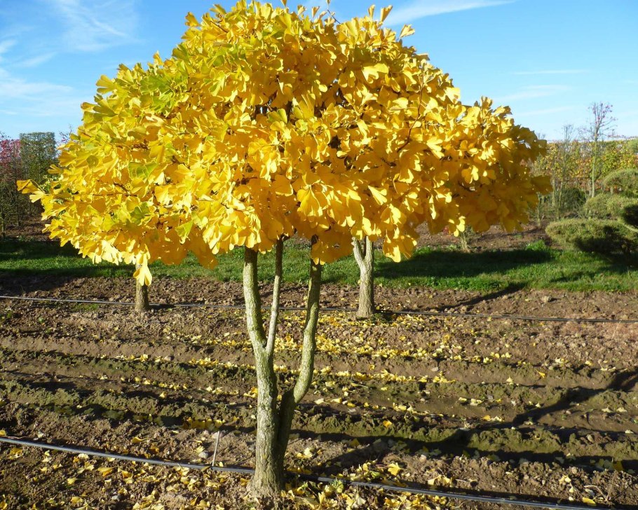 Гинкго двулопастный дерево