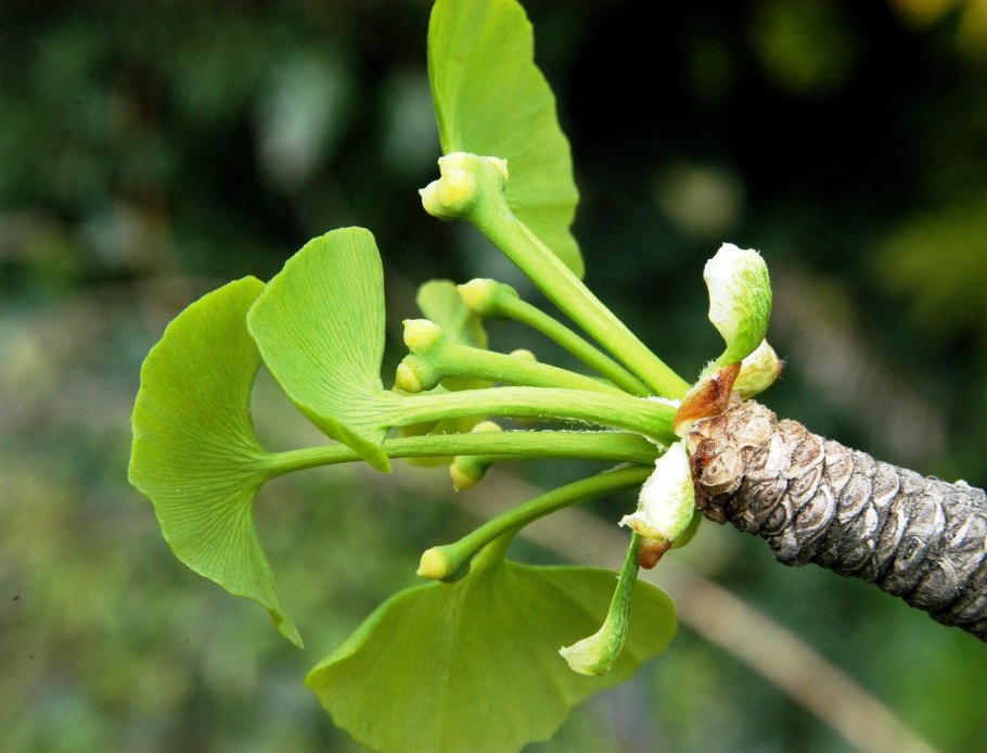 Плод дерева гинкго