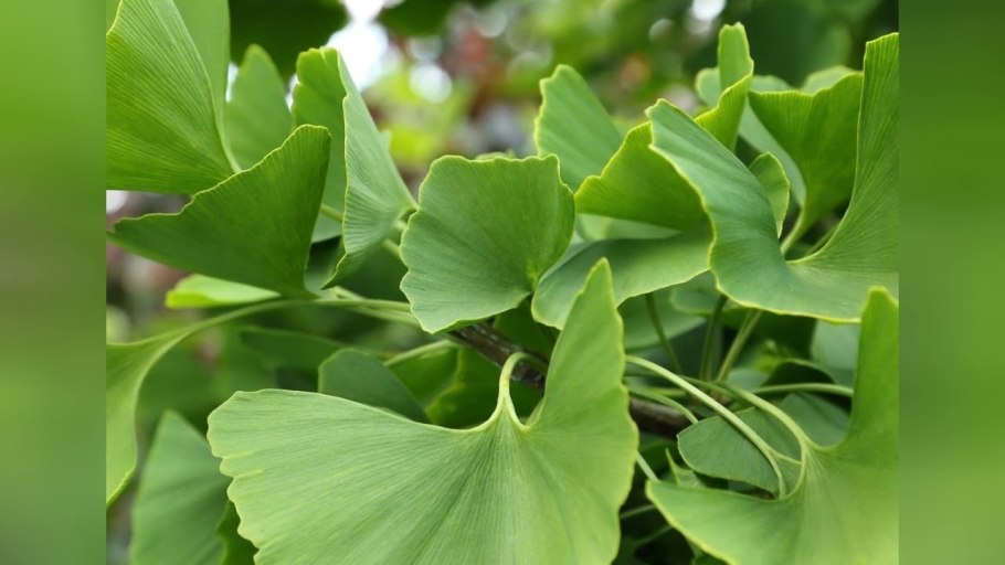 Растение гинкго двулопастный