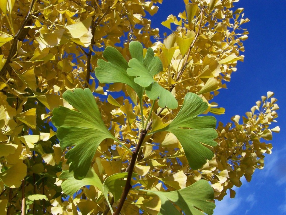 Ginkgo Biloba (гинкго)