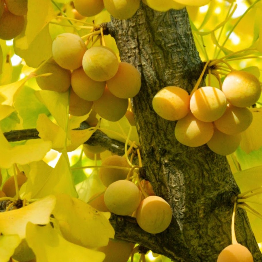 Гинкго билоба двулопастный