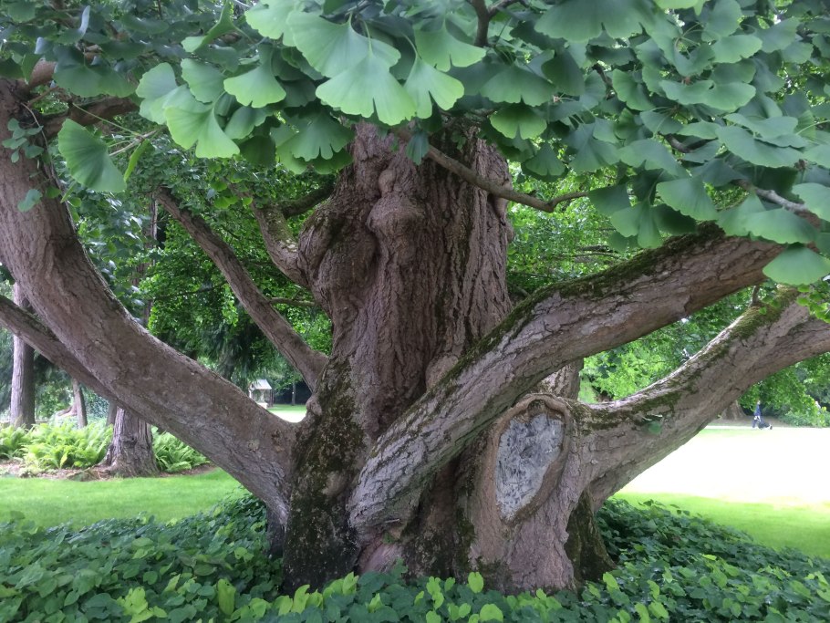 Гинкго двулопастный золотой