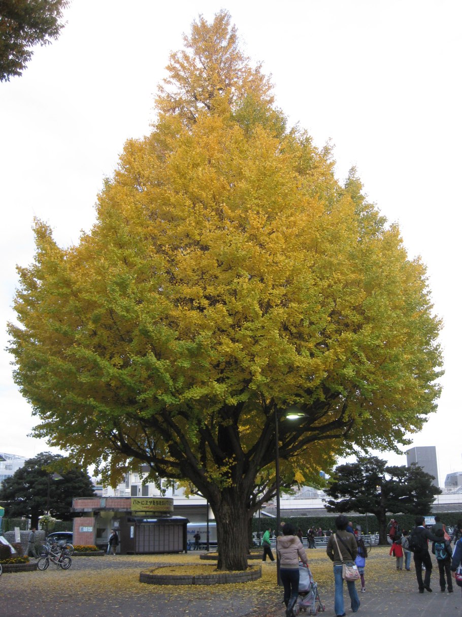 Гинкго двулопастный семя