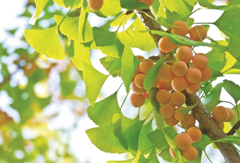 Гинкго билоба дерево