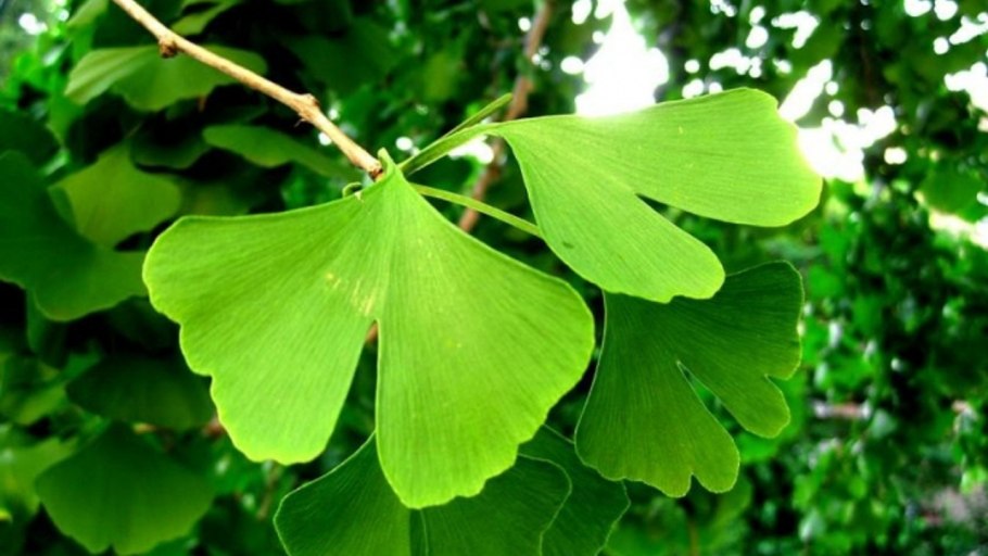 Растение гинкго двулопастный