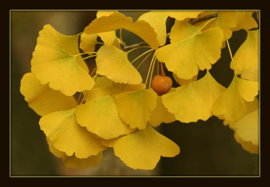 Гинкго двулопастный золотой