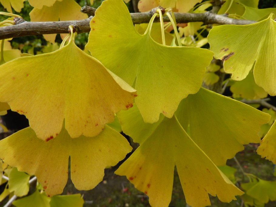 Гинкго двулопастного листьев