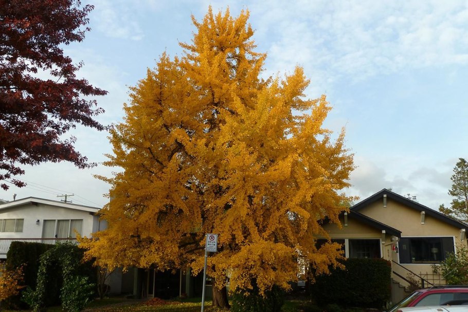 Реликтовое дерево гинкго