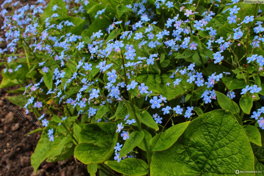 Бруннера Сибирская Brunnera sibirica