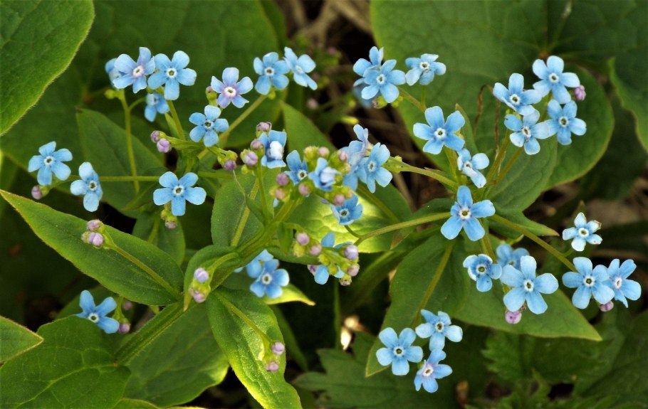 Brunnera Borealis богомол