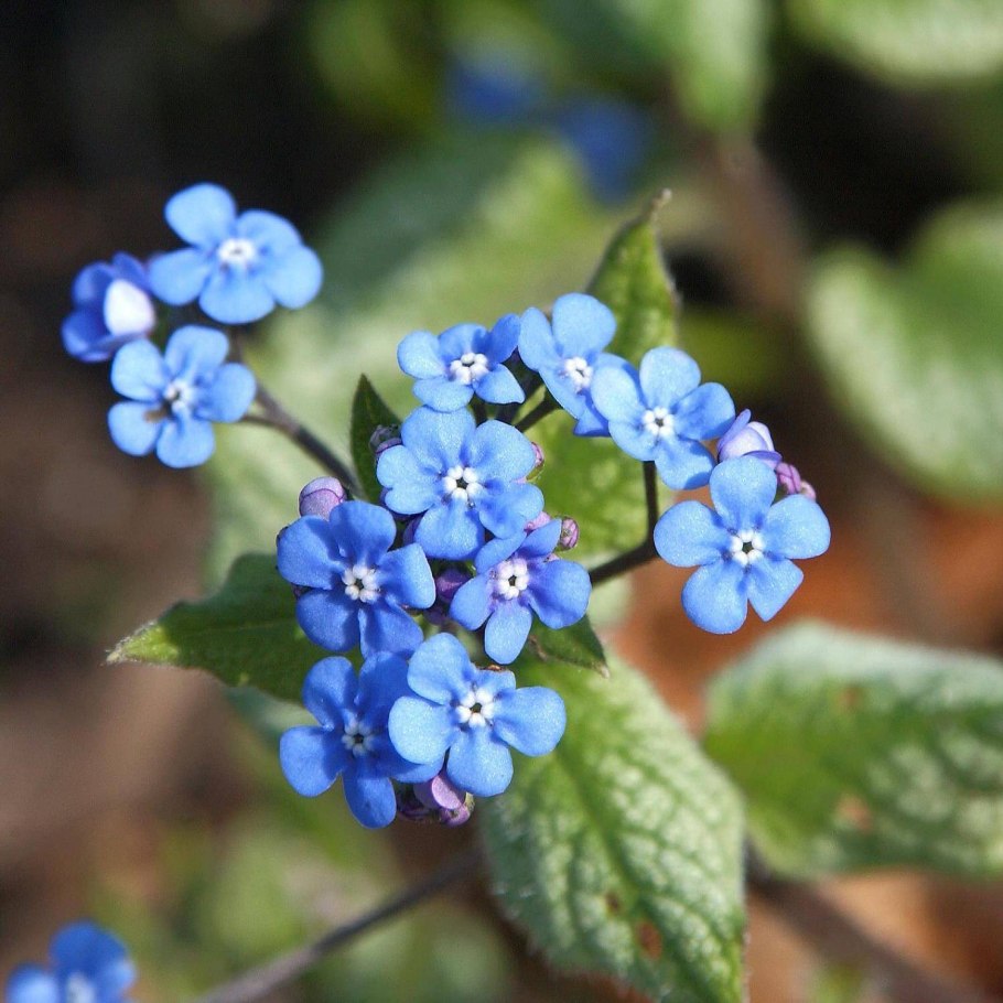 Бруннера Сибирская