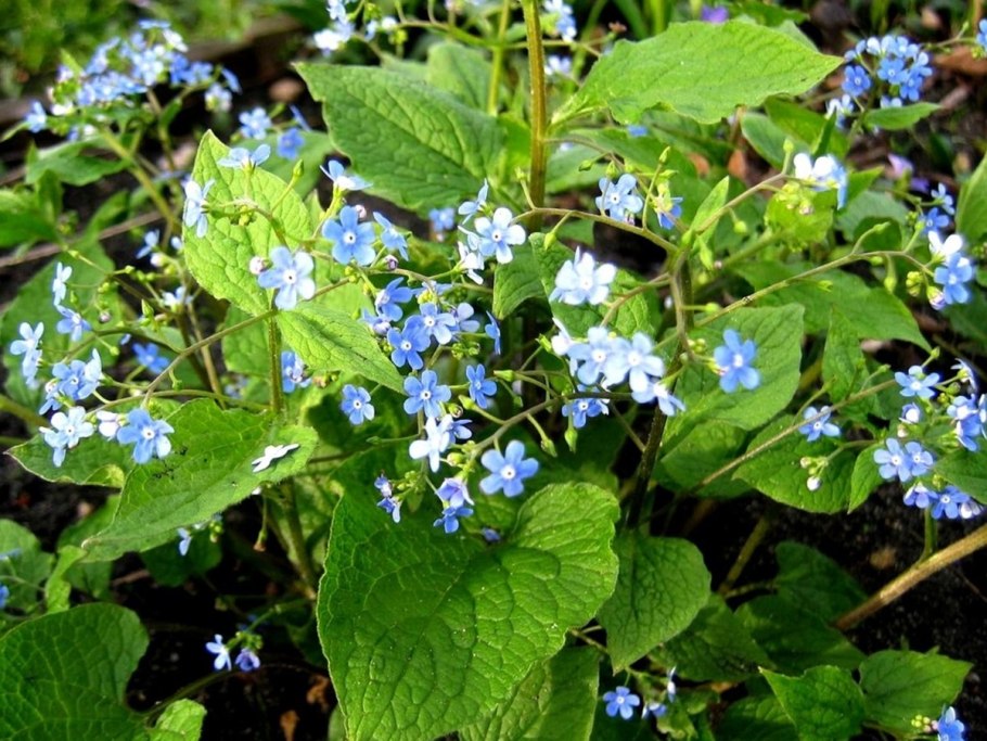 Бруннера Незабудочник