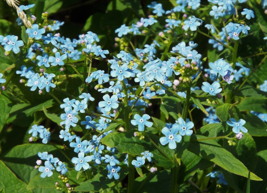 Brunnera macrophylla