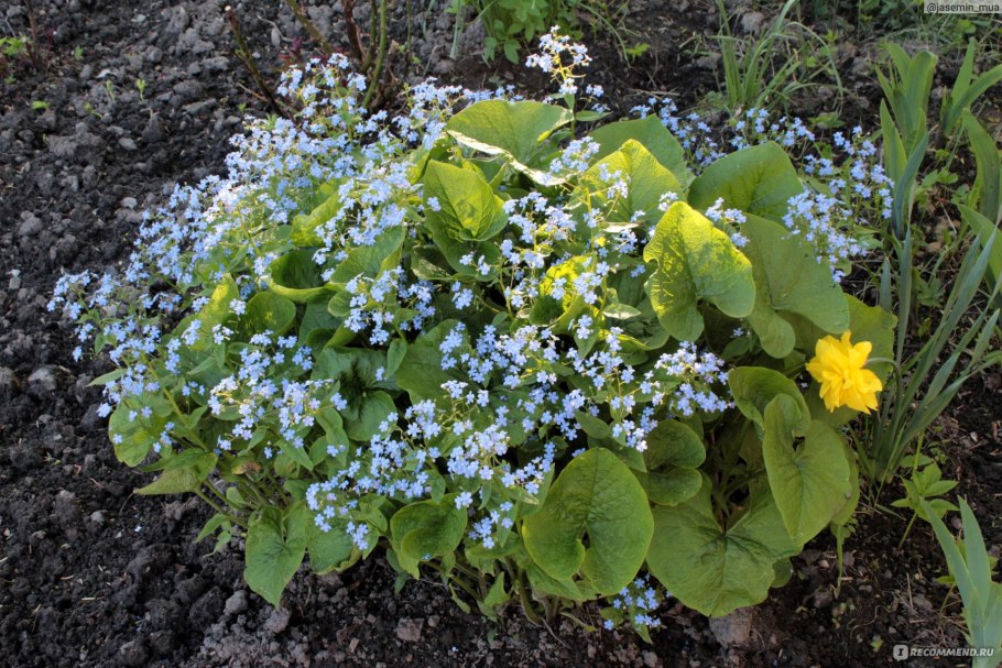 Бруннера Сибирская Brunnera sibirica